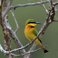 (Merops pusillus) Guêpier nain. guepier,nain,masai,mara,kenya. 