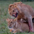  lions,masai,mara,kenya. 