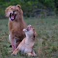  lions,masai,mara,kenya. 
