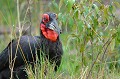 (Bucorvus cafer) Le Calao terrestre capture ses proies au sol, se nourrissant de rongeurs, lièvres, serpents, lézards, crapauds, escargots... Il vole vers les feux de brousse pour chasser les animaux en fuite.l calao,terrestre,masai,mara,kenya. 