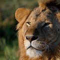  lion,masai,mara,kenya. 