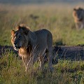  lions,masai,mara,kenya. 