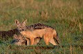  chacals,masai,mara,kenya. 