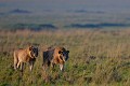  lions,masai,mara,kenya. 