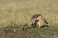 Le Chacal mâle, de retour de chasse, porte dans sa gueule un bébé porc-épic, qu'il dépose aux pieds de ses petits... chacals,masai,mara,kenya. 