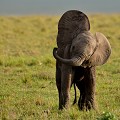  elephanteau,masai,mara,kenya. 