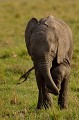  elephanteau,masai,mara,kenya. 