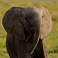  elephanteau,masai,mara,kenya. 