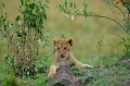  lionceau,masai,mara,kenya. 