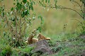  lionceau,masai,mara,kenya. 