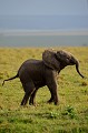  elephanteau,masai,mara,kenya. 