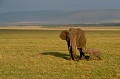  elephants,masai,mara,kenya. 
