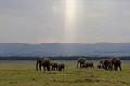  masai,mara,kenya. 