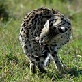  serval,masai,mara,kenya. 