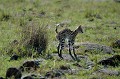  serval,masai,mara,kenya. 