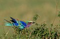 (Coracias caudata) Rollier à longs brins. rollier,longs,brins,masai,mara,kenya. 