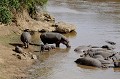  hippopotames,masai,mara,kenya. 