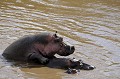  hippopotames,masai,mara,kenya. 