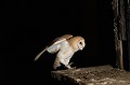 L'Effraie n'est pas un oiseau migrateur. Les déplacements les plus importants dépassent rarement 100 km... chouette effraie 10 juillet 201 