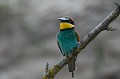 (Merops apiaster)  