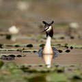 (Podiceps cristatus)  