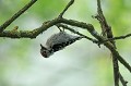 (Dendrocopos major)  