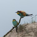 (Merops apiaster)  