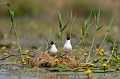 (Chroicocephalus ridibundus)  