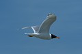 (Ichthyaetus ichthyaetus)  