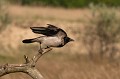 (Corvus cornix)  