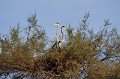 Ardea cinerea  