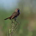 Luscinia svecica vendée 