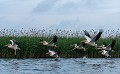 (Pelecanus onocrotalus)  
