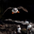 (Fratercula arctica) Macareux moine  