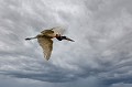 (jabiru mycteria)  