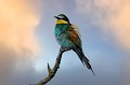 (Merops apiaster)  