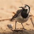 (Motacilla alba)  