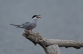 (Sterna hirundo)  