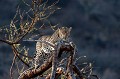 La nuit tombe. La femelle est toujours dans l'arbre... Au matin, nous constaterons que le cadavre du jeune léopard a disparu. Nous en déduisons que le petit a vraisemblablement été dévoré par sa propre mère !!! leopard 