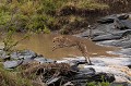  Kenya 2017 
 guepard 