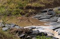  Kenya 2017 
 guepard 