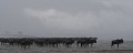 Une pluie diluvienne arrose la savane. Les gnous se figent derrière leur leader...  