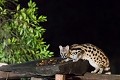 Genette observée depuis le camp de toile, dans le Masaï Mara au Kenya. Kenya 2017 
 genette 