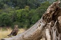 (Terathopius ecaudatus) C'est le plus beau des rapaces. Il peut être observé dans les forêts claires de feuillus, la brousse épineuse épaisse, la savane à acacias et les plaines herbeuses. Il se nourrit de lièvre, de dik-dik, pintade, outarde, rollier, varan et insectes... Kenya 2017 
 aigle bateleur 