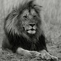 Kenya - septembre 2012 Kenya 2017 
 lion 