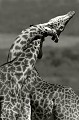 Kenya - septembre 2012 Kenya 2017 
 girafes 