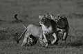 Kenya - janvier 2011 Kenya  
 lion 