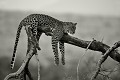  Kenya 2017 
 leopard 