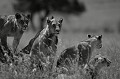  Kenya 2017 
 lion 