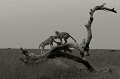  Kenya 2017 
 guepard 